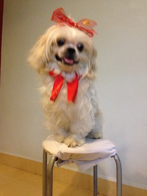 Happy Dex - Shih Tzu Dog