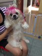 Happy Dex - Shih Tzu Dog