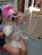 Happy Dex - Shih Tzu Dog