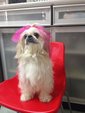 Happy Dex - Shih Tzu Dog