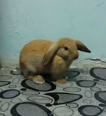 PF59160 - Holland Lop Rabbit