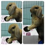 PF59160 - Holland Lop Rabbit