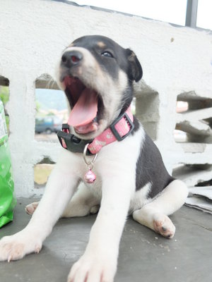 Furballs For Adoption - Mixed Breed Dog