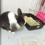 Poo - New Zealand + Lionhead Rabbit