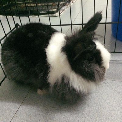 Poo - New Zealand + Lionhead Rabbit