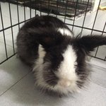 Poo - New Zealand + Lionhead Rabbit