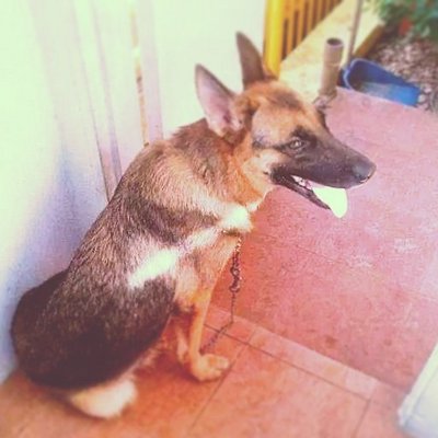 Adult Female Gsd N Male Doberman - German Shepherd Dog + Doberman Pinscher Dog