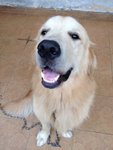 Lucas - Golden Retriever Dog