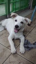 Ceasar  - Mixed Breed Dog