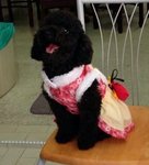 Pebbles - Poodle Dog