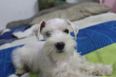 Pure White Miniature Schnauzer - Schnauzer Dog