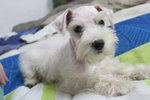 Pure White Miniature Schnauzer - Schnauzer Dog