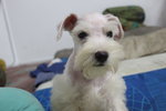 Pure White Miniature Schnauzer - Schnauzer Dog