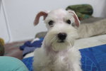 Pure White Miniature Schnauzer - Schnauzer Dog