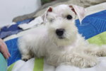 Pure White Miniature Schnauzer - Schnauzer Dog