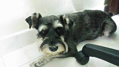 Boo - Schnauzer Dog