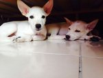 2 Siblings-m &amp; F(Toilet Trained)  - Chihuahua Mix Dog