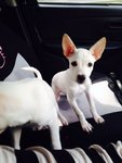 2 Siblings-m &amp; F(Toilet Trained)  - Chihuahua Mix Dog