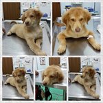 Rex ( Golden Mix - For Indoor) - Golden Retriever Mix Dog