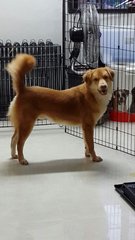 Rex ( Golden Mix - For Indoor) - Golden Retriever Mix Dog