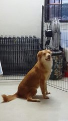 Rex ( Golden Mix - For Indoor) - Golden Retriever Mix Dog