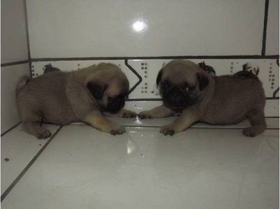 Gina &amp; Rony - Pug Dog