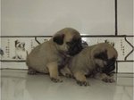 Gina &amp; Rony - Pug Dog