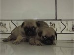 Gina &amp; Rony - Pug Dog