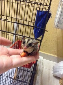 Sugar Glider - Sugar Glider Small & Furry