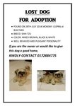 Found A Shihtzu At Bu6 - Shih Tzu Dog