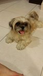 Found A Shihtzu At Bu6 - Shih Tzu Dog