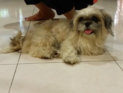 Found A Shihtzu At Bu6 - Shih Tzu Dog