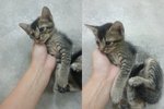 Cute Kittens - Oriental Short Hair Cat