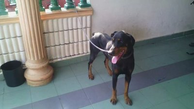 Adult Male Doberman For Sale - Doberman Pinscher Dog