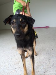 Jacey - Mixed Breed Dog