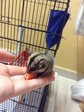 Sugar Glider Babies - Sugar Glider Small & Furry