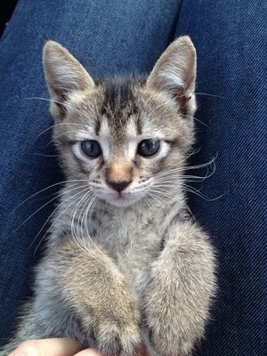 Meow - Domestic Medium Hair Cat