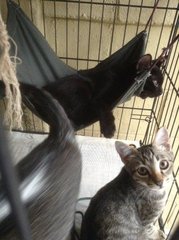 Toffee lounging in the hammock