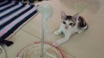 Dahlia  - Domestic Short Hair + Calico Cat