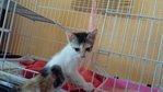 Dahlia  - Domestic Short Hair + Calico Cat