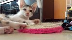 Dahlia  - Domestic Short Hair + Calico Cat