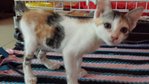 Dahlia  - Domestic Short Hair + Calico Cat