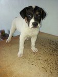 Cherry - Mixed Breed Dog