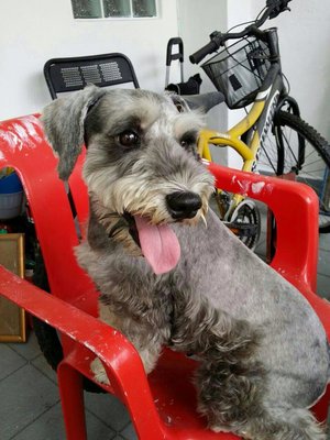 Coco - Schnauzer Dog