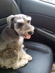 Coco - Schnauzer Dog