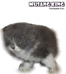 Musang King - Ragamuffin Cat