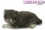 Musang King - Ragamuffin Cat