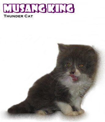 Musang King - Ragamuffin Cat