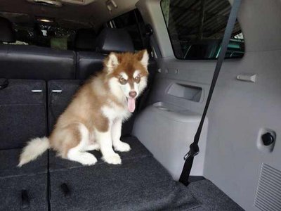 Giant Malamute Puppies For Sale  - Alaskan Malamute Dog