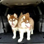 Giant Malamute Puppies For Sale  - Alaskan Malamute Dog